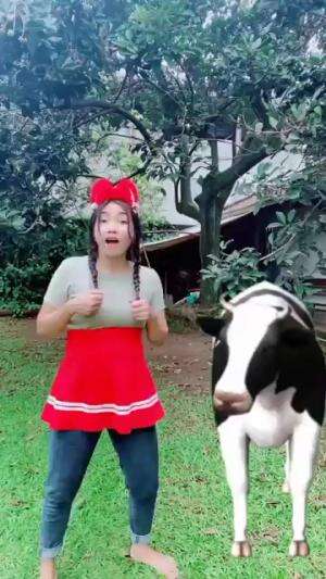 adu hewan peliharaan