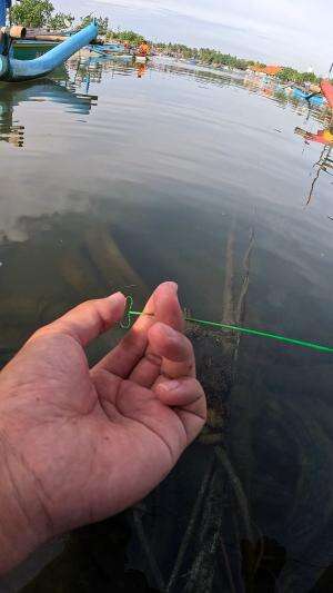 sat set dapet udang #mancing #fishing #shrimp #udang #nelayan #laut #jaring #ikan #reelsviral #animals #skill #fyp #trending