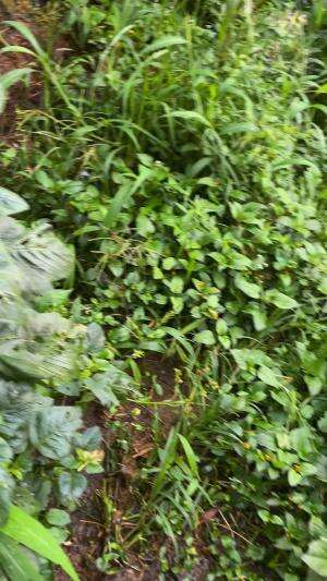 Punya laron satu ekor kita tukar sama ikan