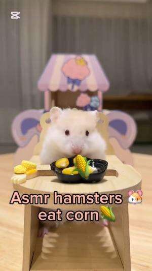 Ayo, temanin hamster ini makan jagungnya! #Kayak Maenan Hamster #Masak Segala ASMR 