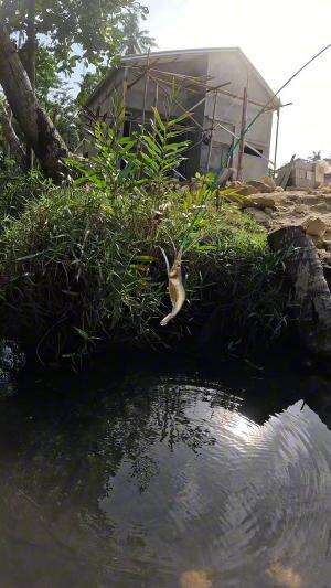 tutorial nangkap udang sungai #mancing #fishing #shrimp #udang #nelayan #laut #jaring #ikan #reelsviral #animals #skill #fyp #trending