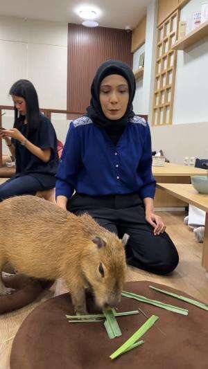 kuping capybara di tiup kok jadinya gini