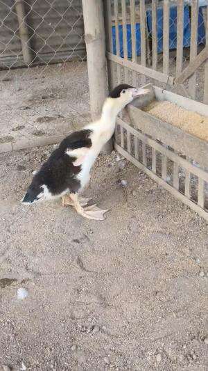 Bahan materi khusus 2026 full motif #peternakmuda #menthokjumbo #muscovyduck