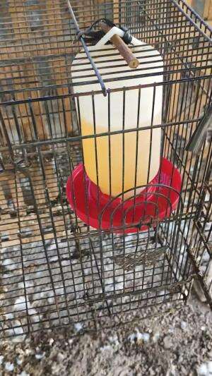 Alhamdulillah rezeki awal bulan. Dari Hobi jadi Rezeki #peternakmuda #menthokjumbo #muscovyduck