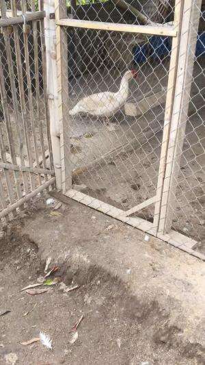 Sedang ditinggal bertapa/eram sama betina, jadi clingak clinguk sendirian #peternakmuda #menthokjumbo #muscovyduck