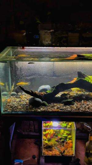 Mancing ikan langsung dipelihara 