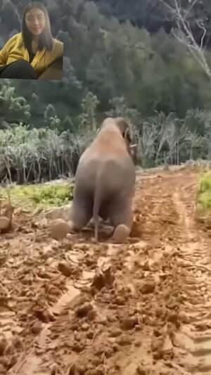 Cara gajah lewan jalan menurun  #animal  #funnyanimal  #gajah  #reaction  #reactiont  #vidioreaction  #RCTIPlus  #HOTrctiplus 