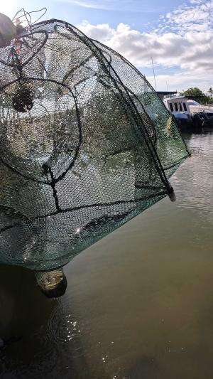 ini belut laut atau ular yah? ? #fishing #traditional #usa #usareels #UnitedStates #unitedkingdom #denmark #canada