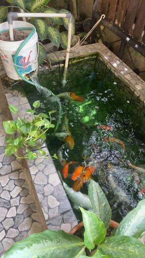 IKAN KOI LOKAL MURAH MERIAH DULU BELI KECIL2 cumak 5ribuan murah😃