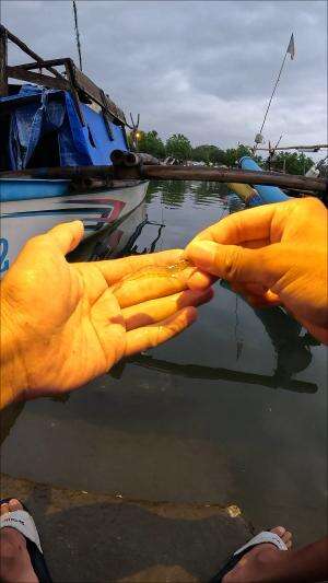 berburu udang #mancing #fishing #shrimp #udang #nelayan #laut #jaring #ikan #reelsviral #animals #skill #fyp #trending