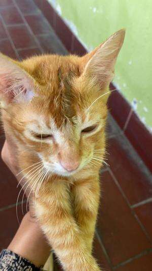  #kucinglucu  #duniakucing  #Kucing Majelis 