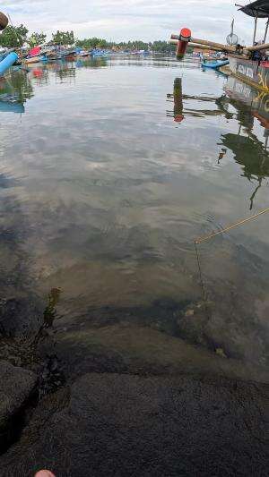 tutorial mancing udang #mancing #fishing #shrimp #udang #nelayan #laut #jaring #ikan #reelsviral #animals #skill #fyp #trending