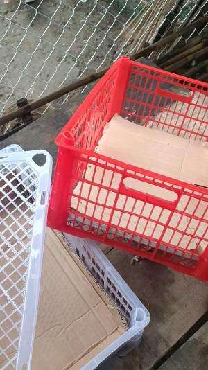 Kegiatan packing anak menthok Jumbo Ori usia -+ 10 hari, pengiriman lewat KAI aman, nyaman, cepat  #mentokjumboblitar #peternakmuda #jumboor