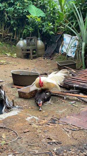 Terlur haram antara ayam dan entok