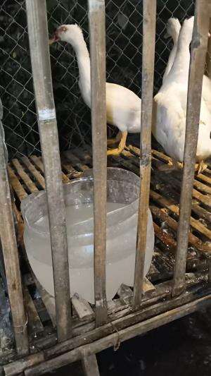 Ekspedisi malam di Kandang #peternakmuda #menthokjumbo #muscovyduck