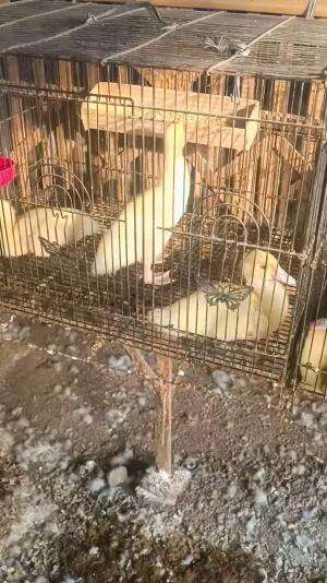 Pantau usia 13 Hari bollo #peternakmuda #menthokjumbo #muscovyduck