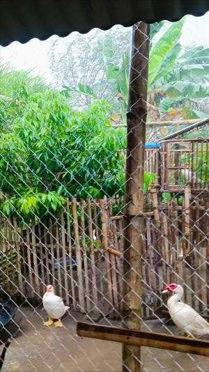 Info terkini area Kandang hujan angin, tapi tetap Mandali.. semoga semua ternak sehat #menthokjumboblitar #jumboori #peternakmuda #jawatenga