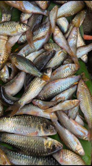 Spot mancing ikan wader sudah ditemukan