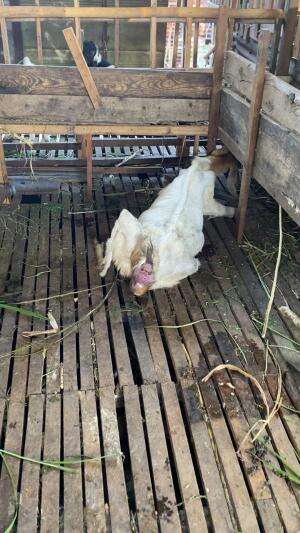 Lahiran anak kambing 😀salam mgarit