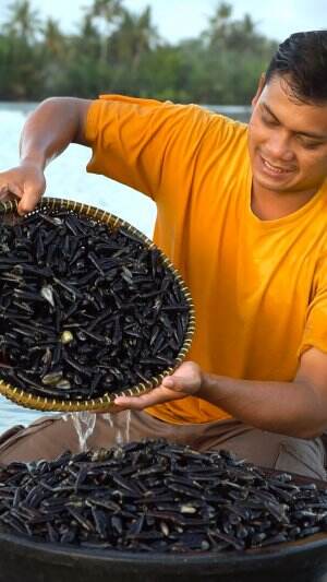 Panen Ribuan Siput Dimuara Sungai  #alam #muara #panen #berburu #kerang #siput