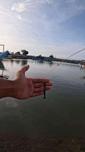 how to catch shrimp super fast and easy #fishing #usa #usareels #UnitedStates #unitedkingdom #denmark #canada