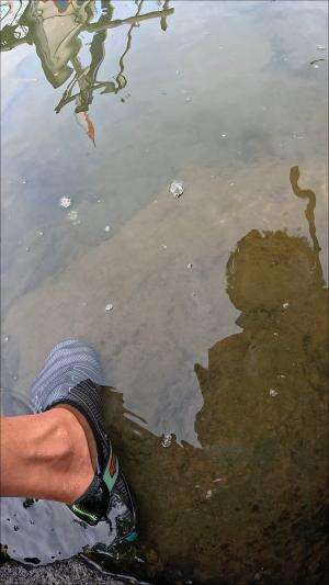 berburu udang pagi hari