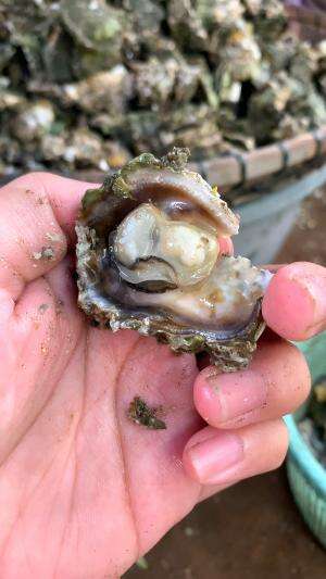 cara buka kerang tiram #usa #usareels #newyork #germany #fyp #australia #luksemburg #ingris #belanda #skils #shrimp #fisherman #selandiabaru