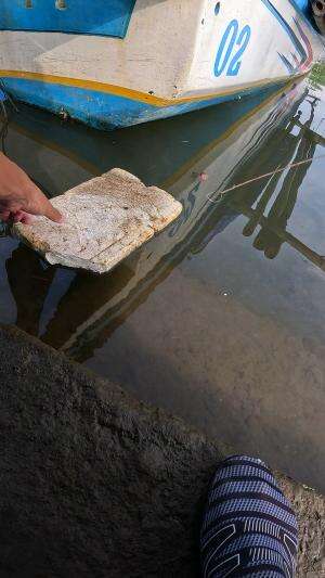 mancing udang laut #mancing #fishing #shrimp #udang #nelayan #laut #jaring #ikan #reelsviral #animals #skill #fyp #trending