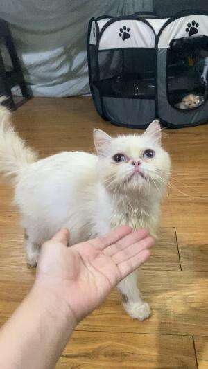 Latih kucing
