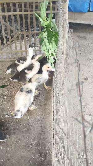 Dikasih Ijon Ijon sumber serat dulu #peternakmuda #menthokjumbo #muscovyduck