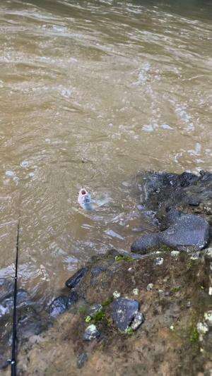 Nekat mancing pakai joran murahan