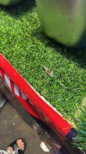 kasian banget bayi udang ini dimakan idup-idup ?