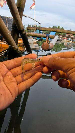 cara super cepat dan gampang buat nangkap udang ? 