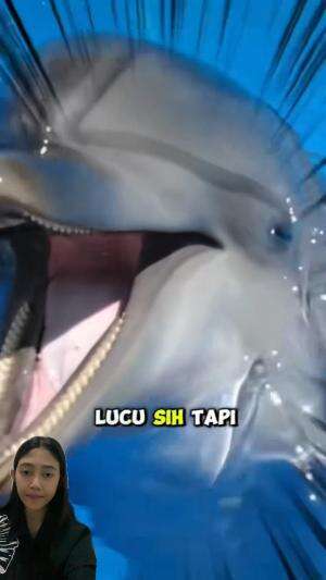Sisi gelap lumba-lumba hidung botol  #Lumba lumba  #faktaunik   #hewan  #videobinatang  #animal  #reaction  #reactiont  #RCTIPlus  #HOTrctip