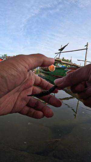 nangkap udang hitam #mancing #fishing #shrimp #udang #nelayan #laut #jaring #ikan #reelsviral #animals #skill #fyp #trending