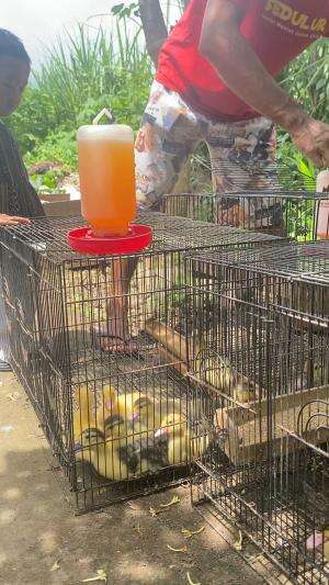 Aktivitas pagi, jemur minthi dan kasih sarapan