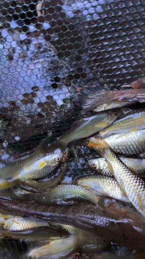 Nekat mancing ikan wader untuk dibudidayakan 