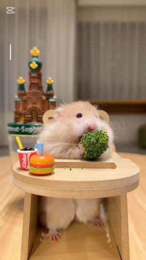 Ayo temanin hamster ini makan #cuteanimals #animals 