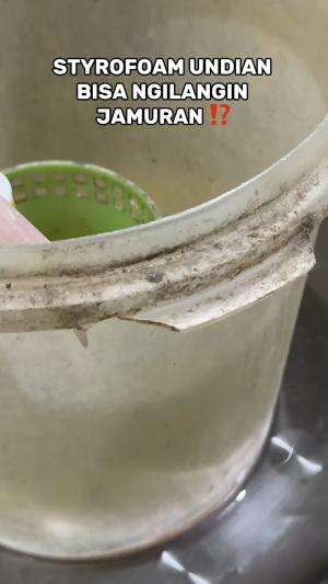 STYROFOAM UNDIAN BISA NGILANGIN JAMUR