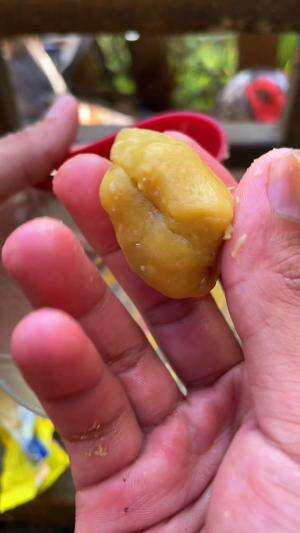 Umpan mancing ikan wader