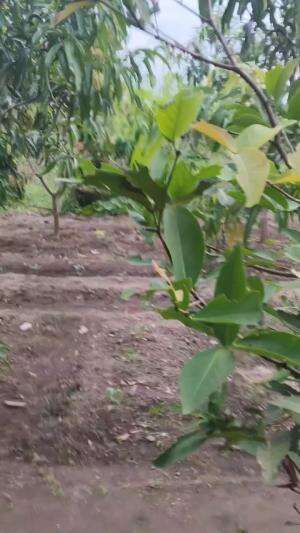 Mumpung musim Hujan waktunya penghijauan lahan dibelakang kandang