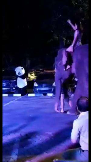 safari night  #safari  #tamansafari  #travelvlog  #rekomendasi   #reviewtempatliburan 