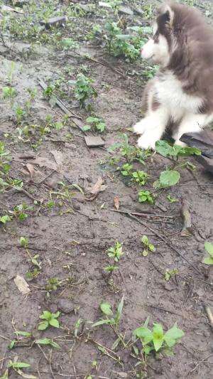 Satuan pengamanan Kandang Anggoro Kasih ? #peternakmuda #cute & funny dogs Comp 