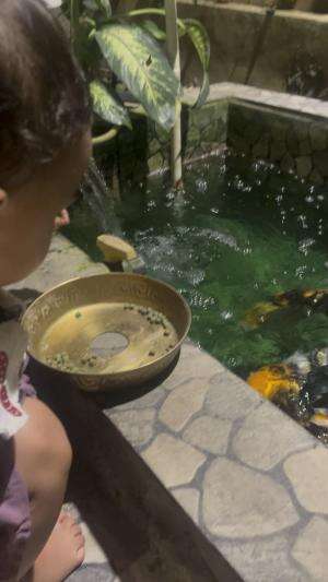 Kasih makan ikan koi  #NooraKhadijahAlKhered  #masyaallahtabarakallah  #contentcreatorpemula  #RCTIPlus  #ikankoi 