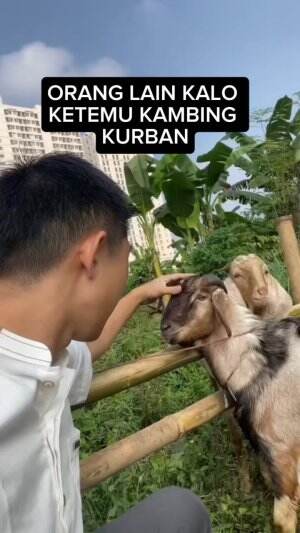 KENAPA NENG RARAH SELALU KETEMU KAMBING KURBAN SE ABSURD INI ⁉️