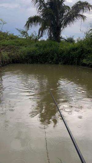 Strike lele jombu