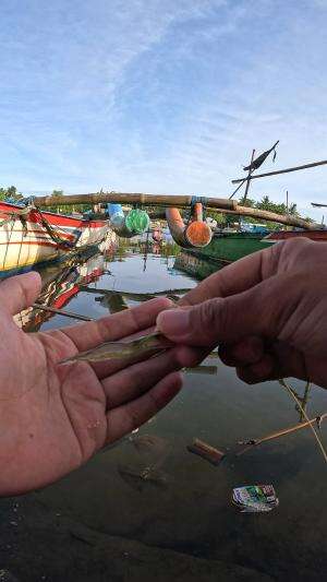 menangkap udang #mancing #fishing #shrimp #udang #nelayan #laut #jaring #ikan #reelsviral #animals #skill #fyp #trending