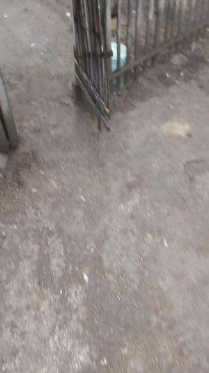 Pagi ini sudah dikasih berkah hujan tetap semangat bollo #peternakmuda #menthokjumbo #muscovyduck