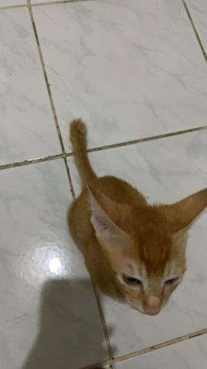 Udah bisa makan  #Kucing  #kucingoyen  #kucinglucu  #RCTIPlus