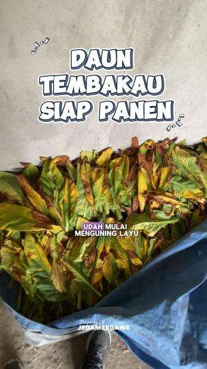 Daun tembakau yang siap di masak lurr #panen #daun #tembakau #petani #petanimuda  #RCTIPlus  #HOTrctiplus  #RCTIoke 